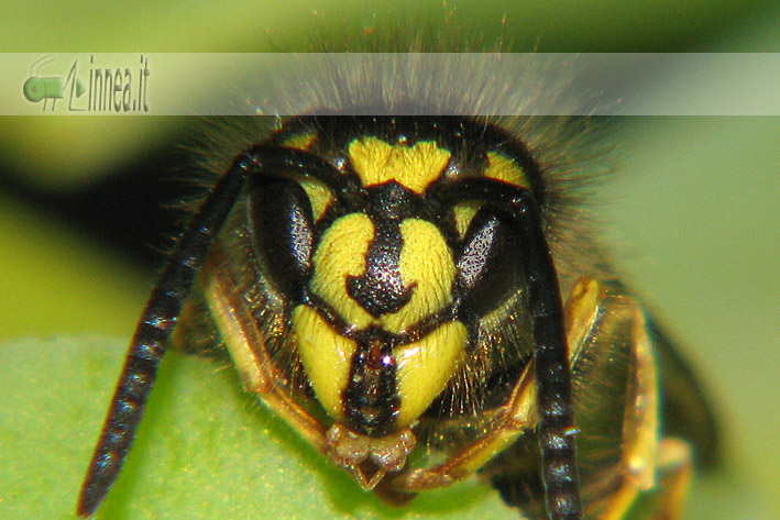 Paravespula vulgaris